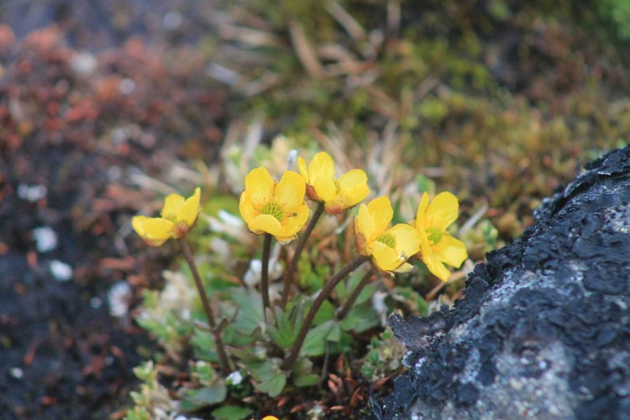 Полярный Мак в тундре