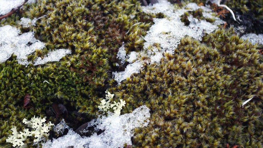 Полярный Мак арктических пустынь