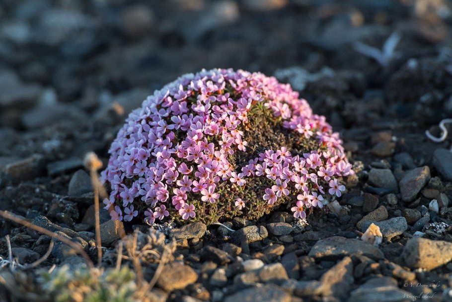 Камнеломка Арктическая