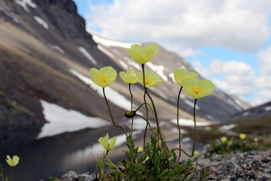Полярная камнеломка