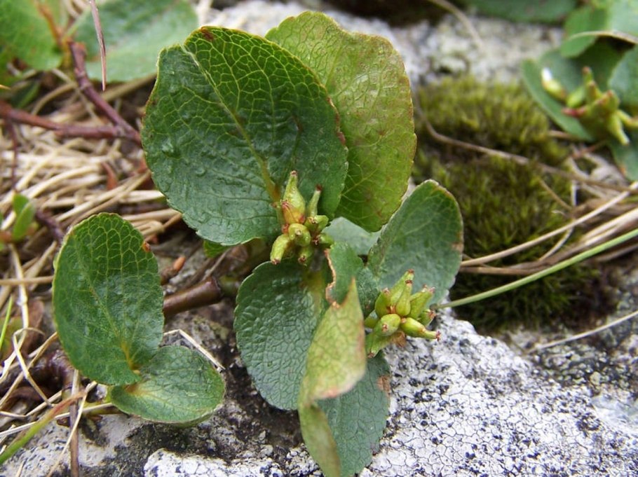 Арктическая пустыня Полярный Мак