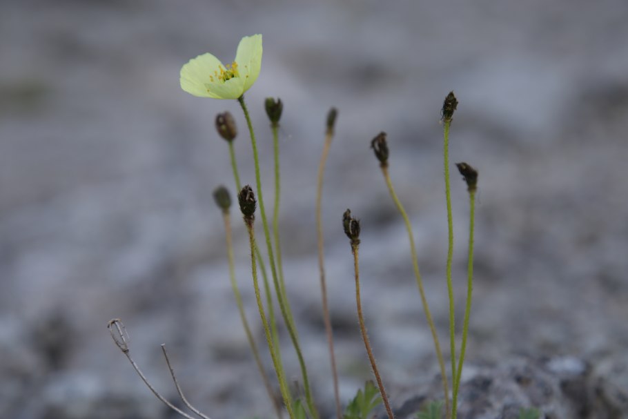 Мак Полярный (Papaver radicatum)