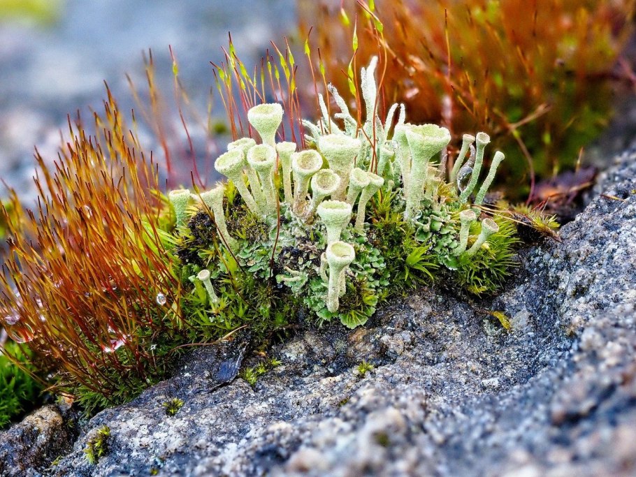 Ива травянистая (Salix herbacea)