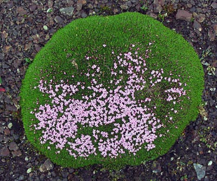 Арктические пустыни мхи