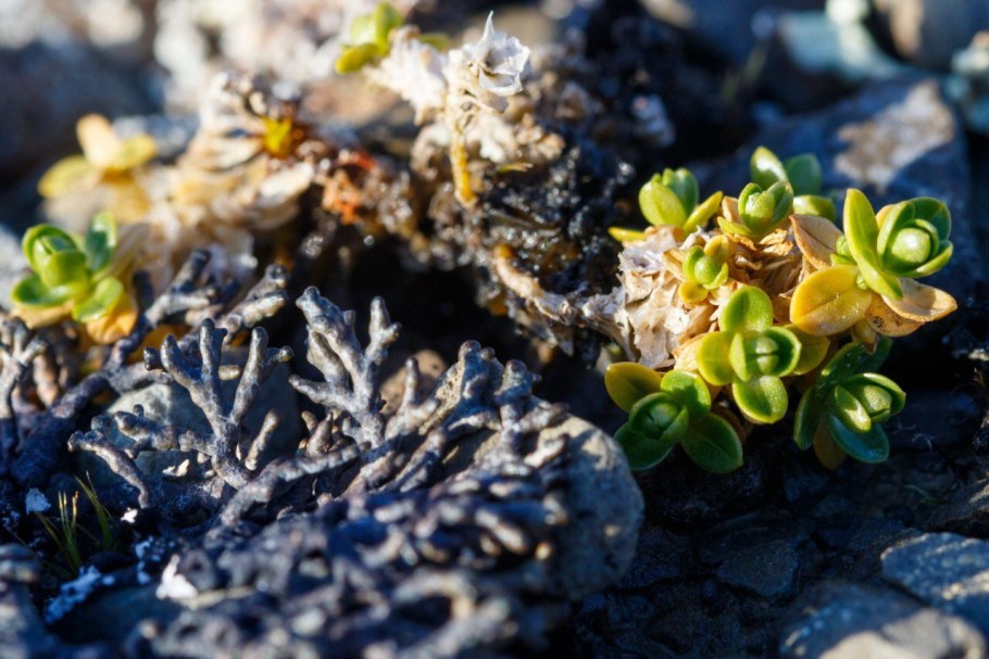 Криофильные водоросли