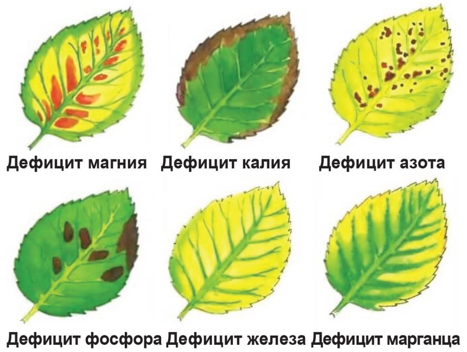 Мумифицированные плоды деревьев
