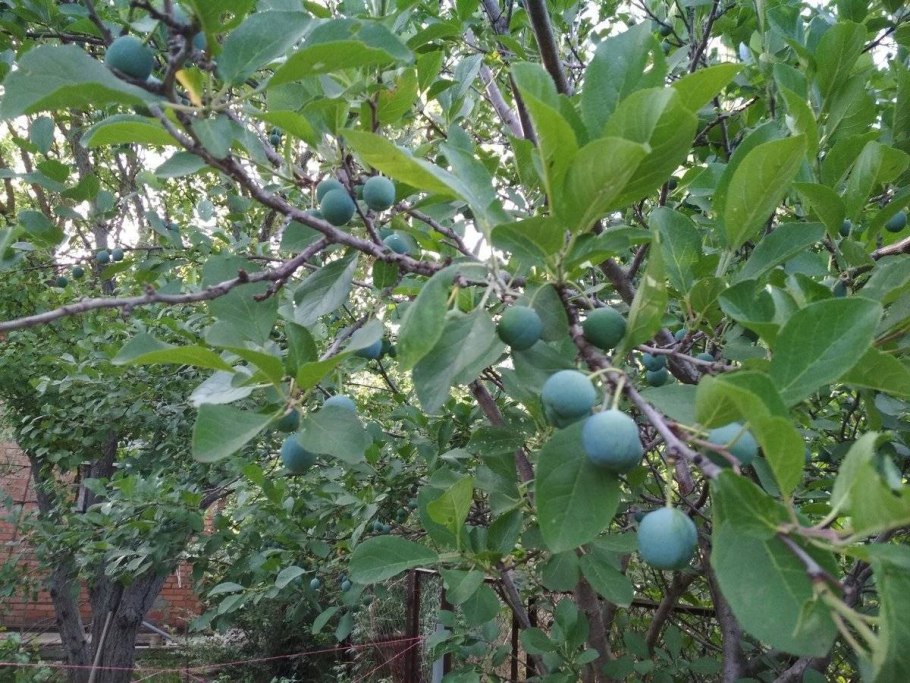 Монилиоз косточковых черешни
