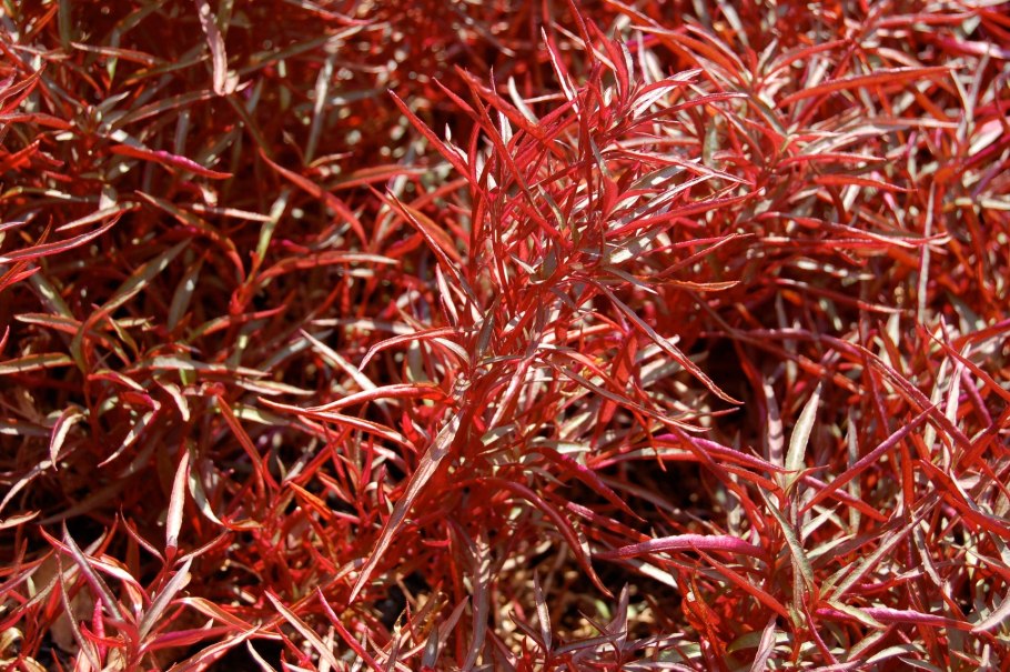 Альтернантера Дентата