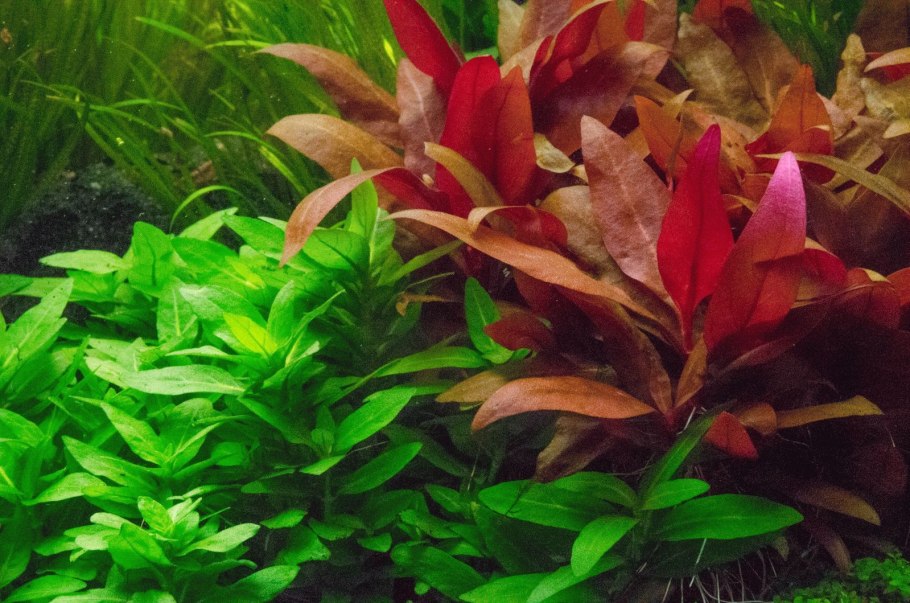 Альтернантера Беттцика красная