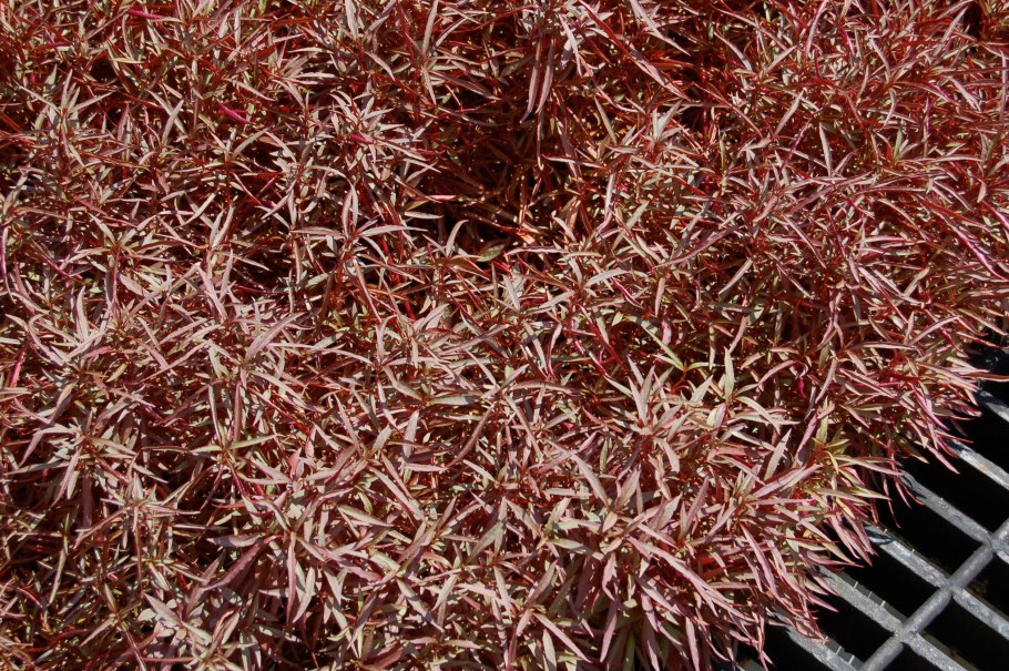 Альтернантера сплендида содержание в аквариуме