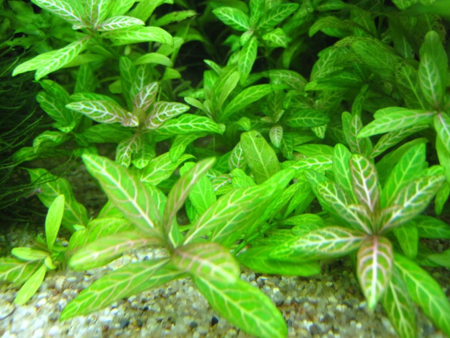 Альтернантера Рейнеке