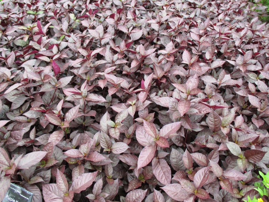 Alternanthera ficoidea