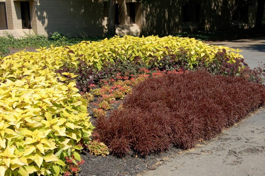 Альтернантера Рейнека лиловая