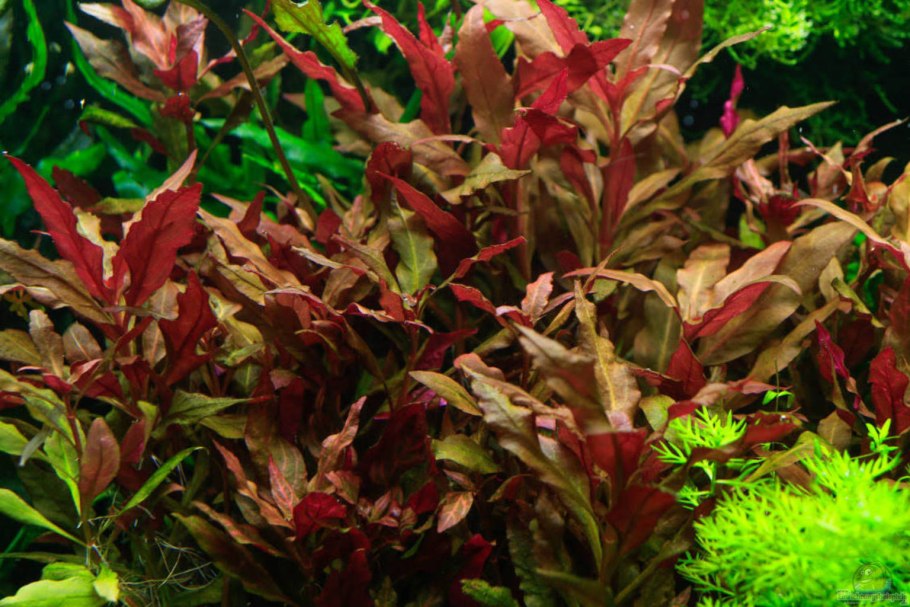 Alternanthera reineckii rosaefolia