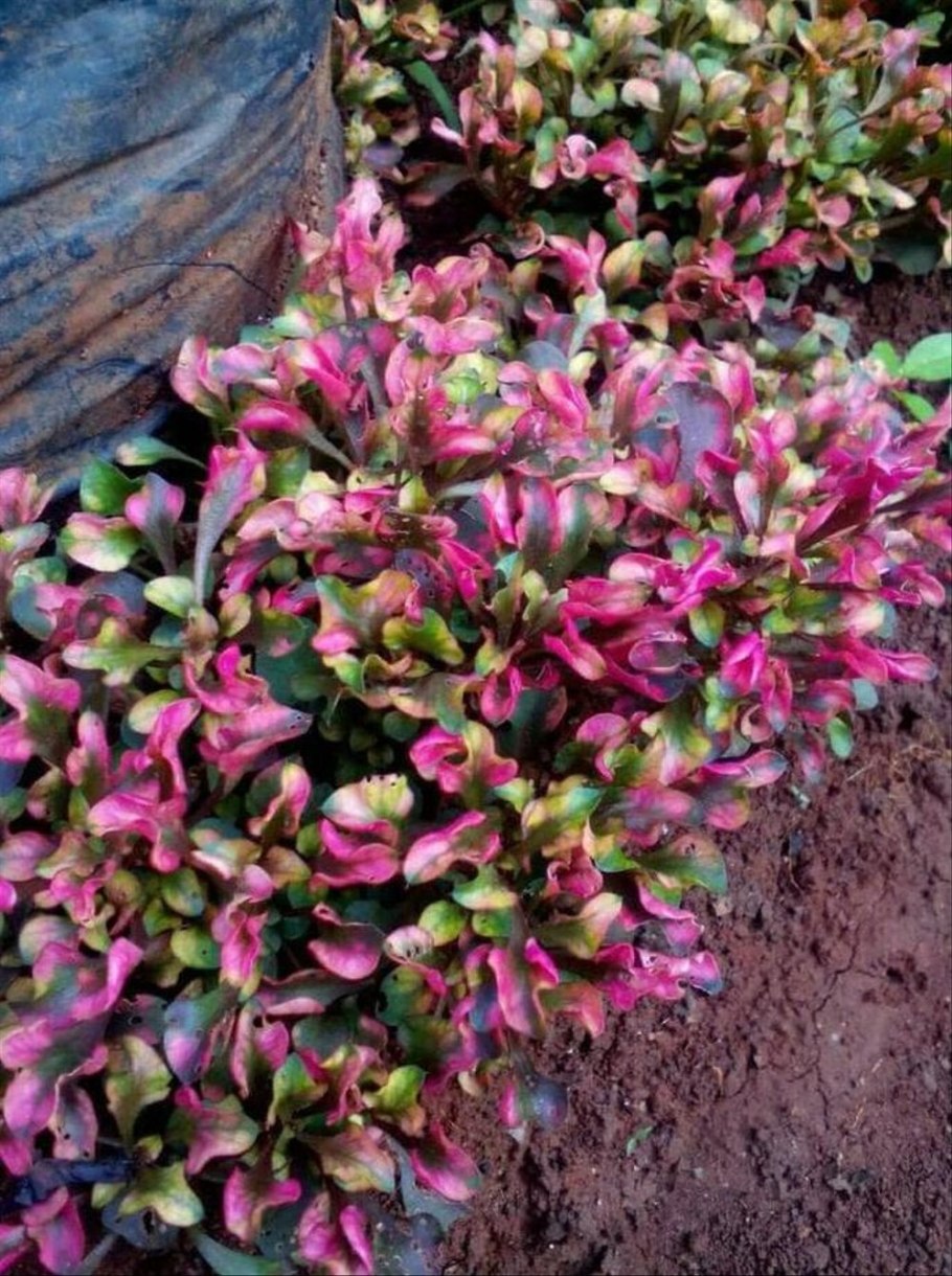 Альтернантера прелестная