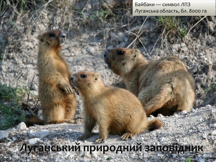 Ассоциация Живая природа степи Ростовской области