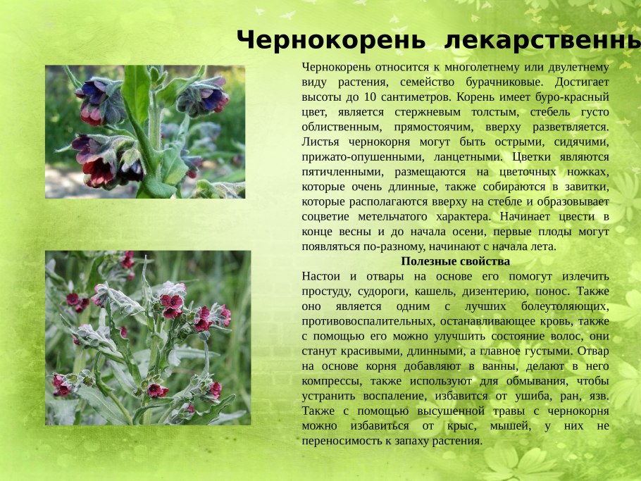 Чернокорень крысогон