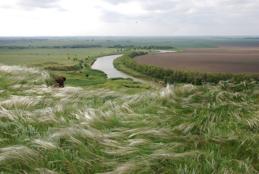 Ковыль Донской край
