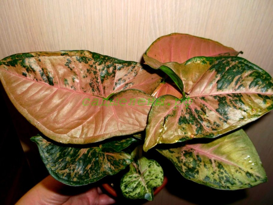 Сингониум podophyllum