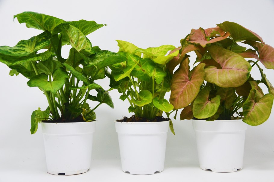 Syngonium конфетти Триколор