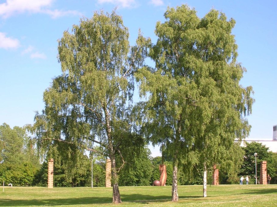Нериифолия плакучая
