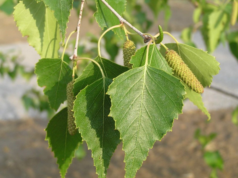 Береза повислая Юнги Betula pendula Youngii