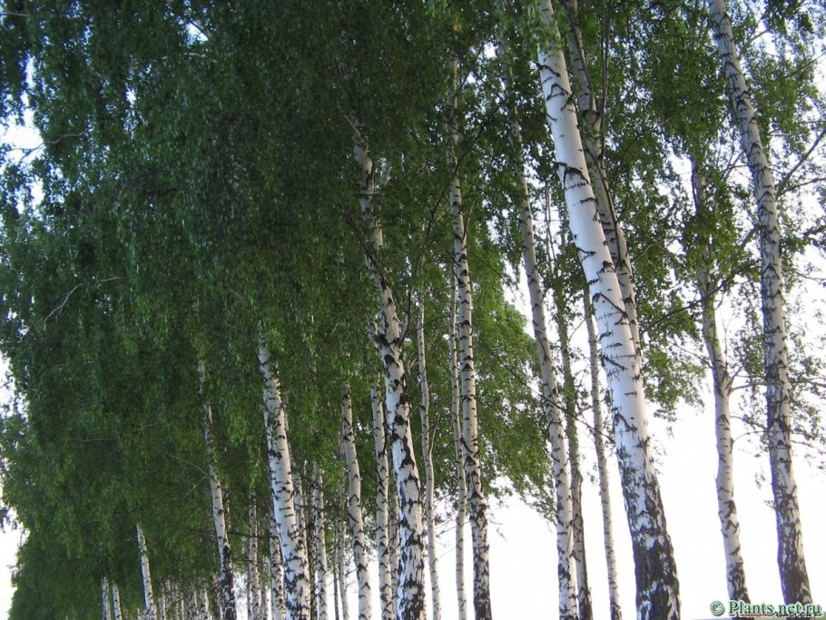 Fagus sylvatica 'pendula'