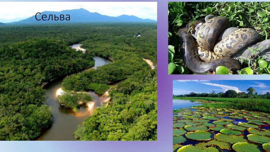 Флора Южной Америки сельвы