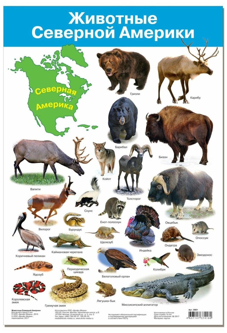 Растения Австралии драконовое дерево