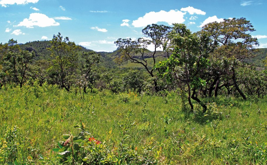 Кактус опунция Мехико