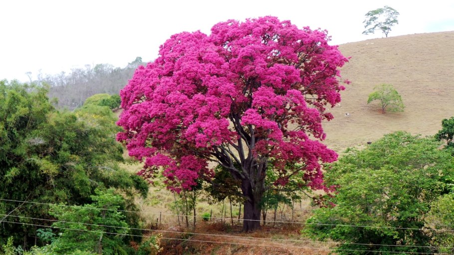 Природные зоны Африки редколесья