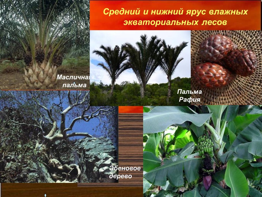 Плакат животные Южной Америки 978-5-378-17365-5