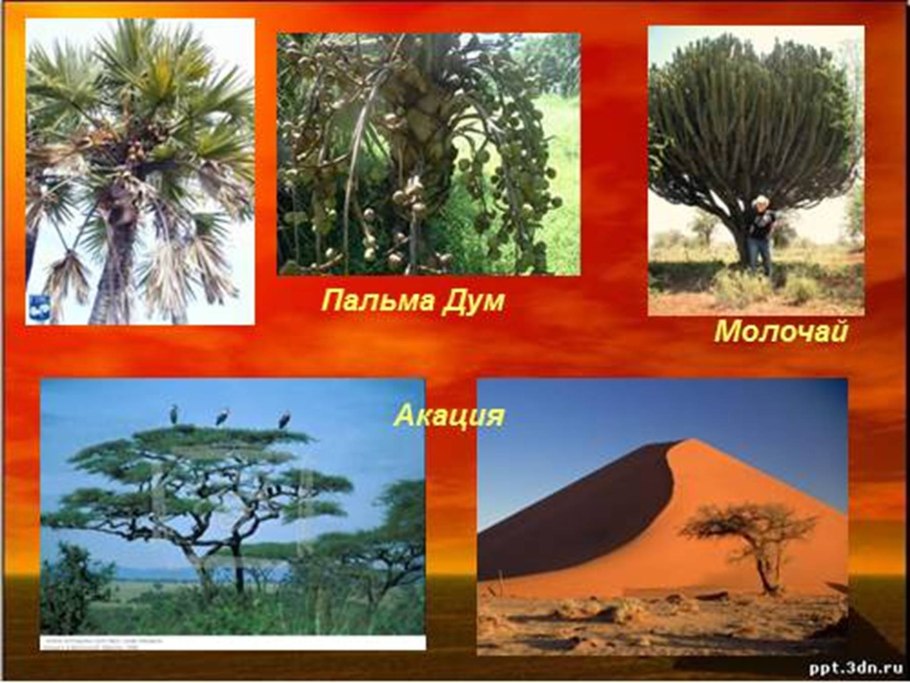 Бразилия тропические леса Сельва