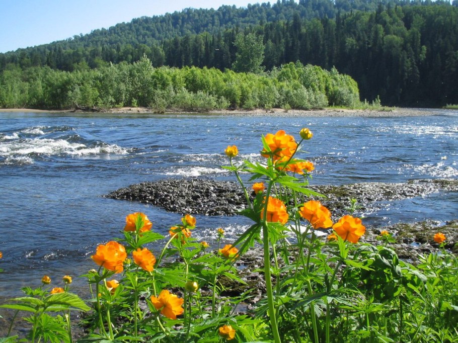 Морошка ягода в Сибири