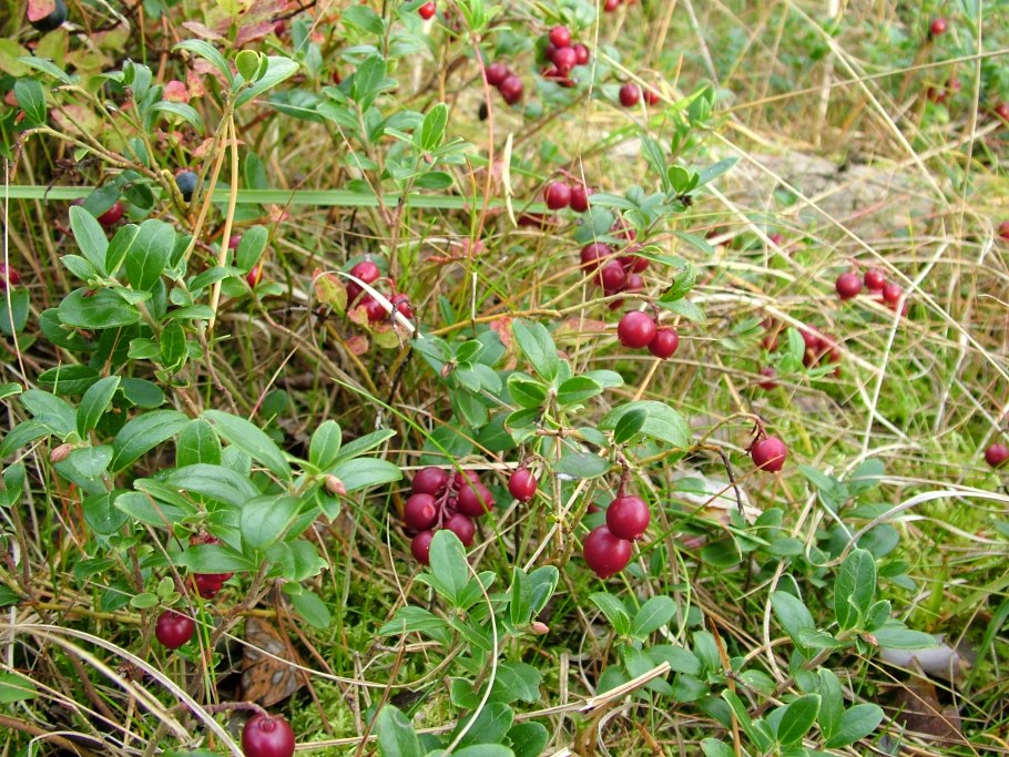 Сныть обыкновенная (Aegopodium podagraria l.)