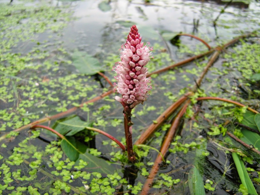 Съедобные полевые травы