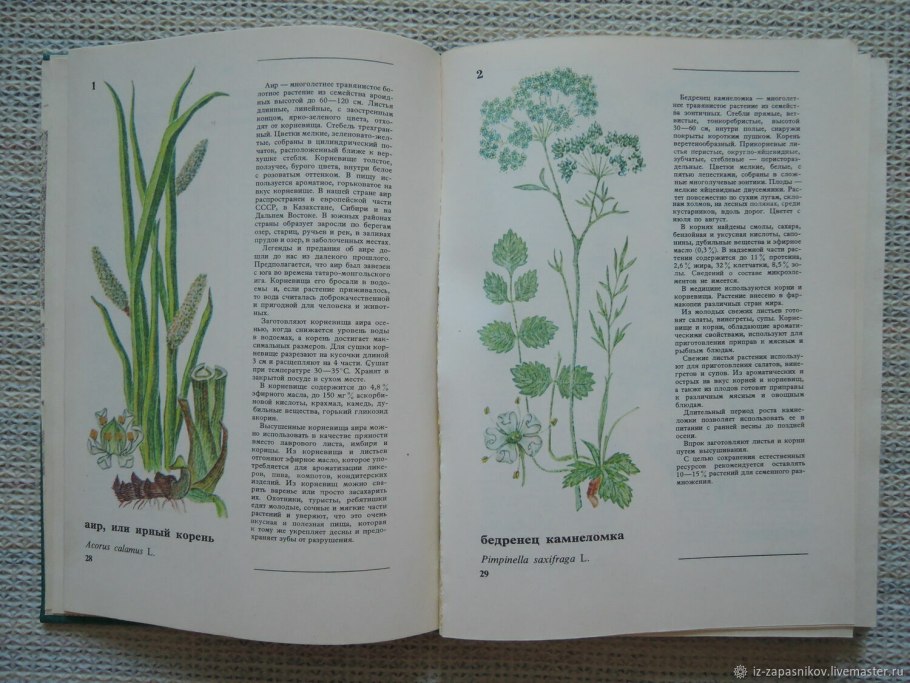 Горец Земноводный (Persicaria Amphibia)