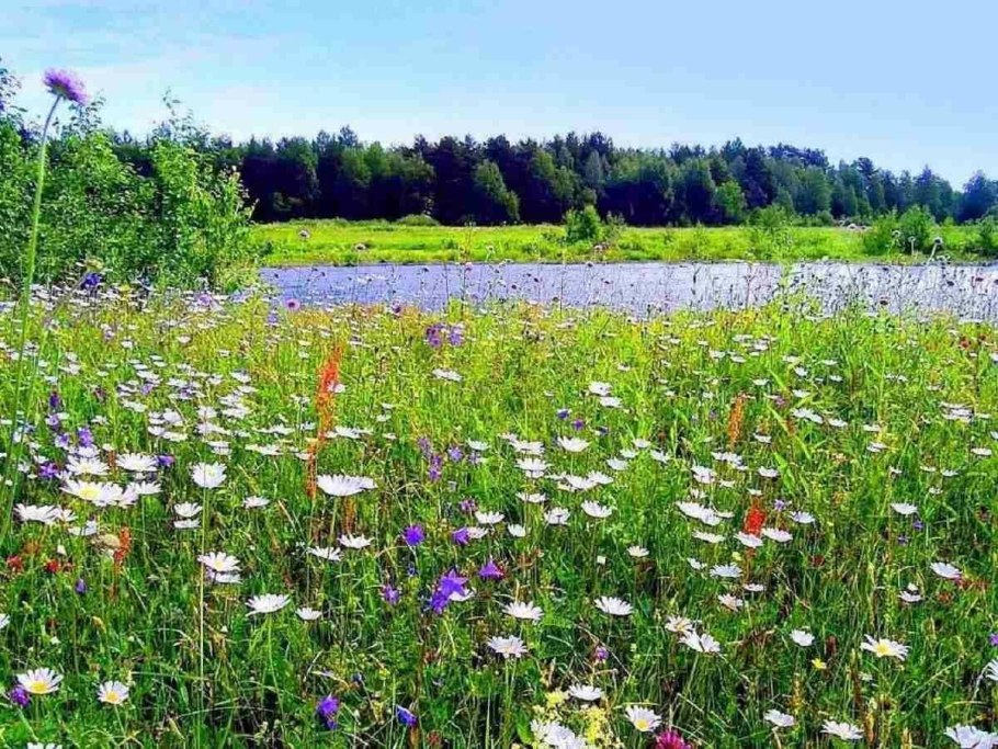 Дикорастущие ягоды Забайкалья