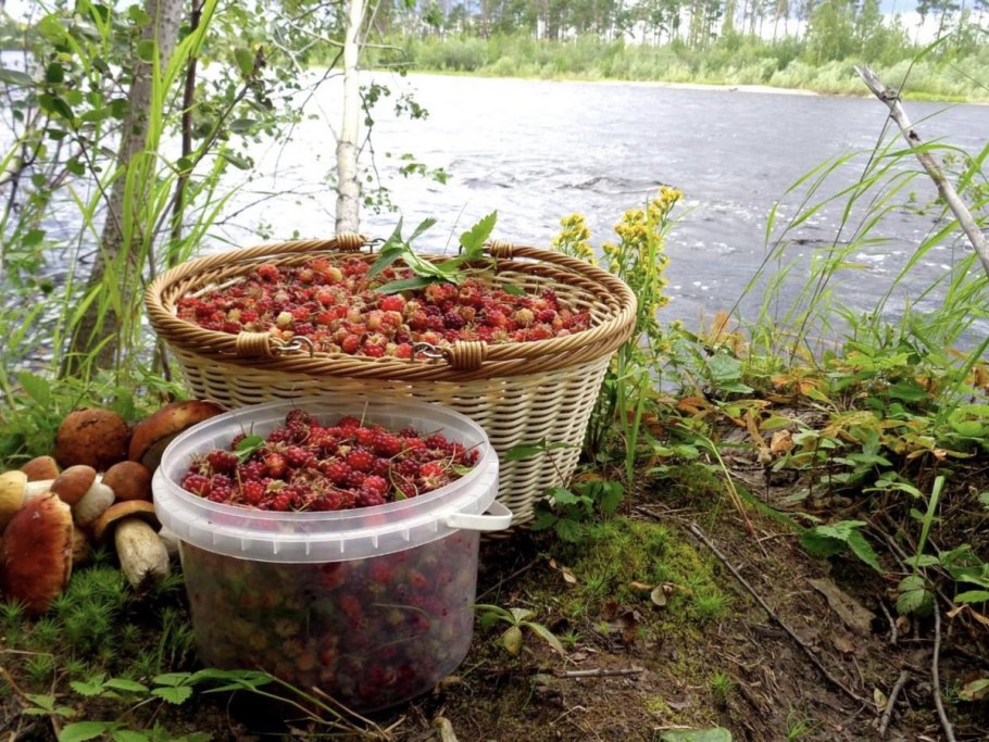 Морошка Болотная