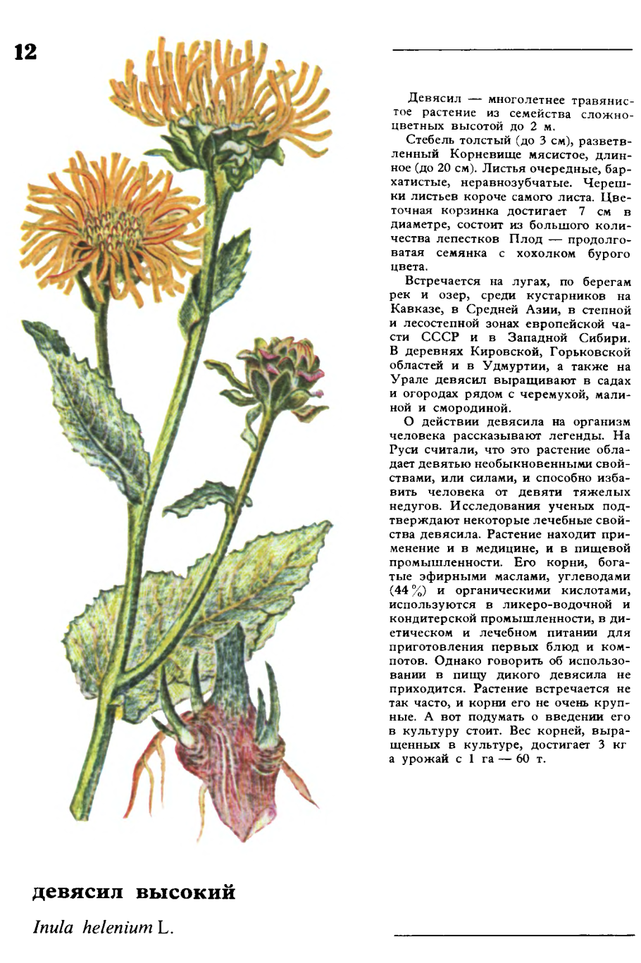 Ежевика Блэк сатин