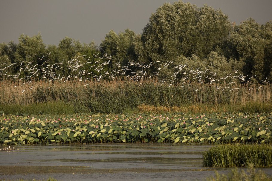 Карточки растения для детей