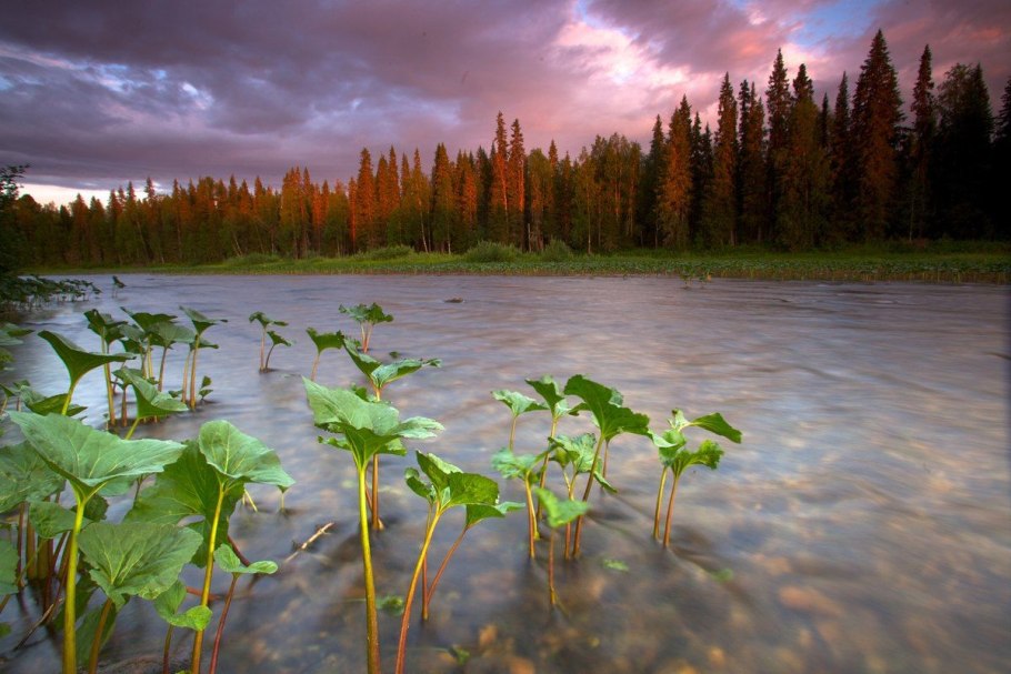 Лопух паутинистый