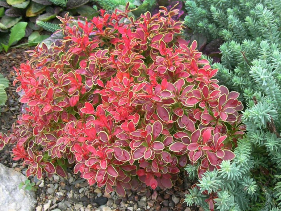 Барбарис Тунберга Адмирейшн