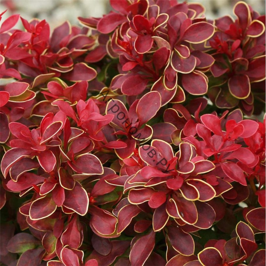 Барбарис самшитовый