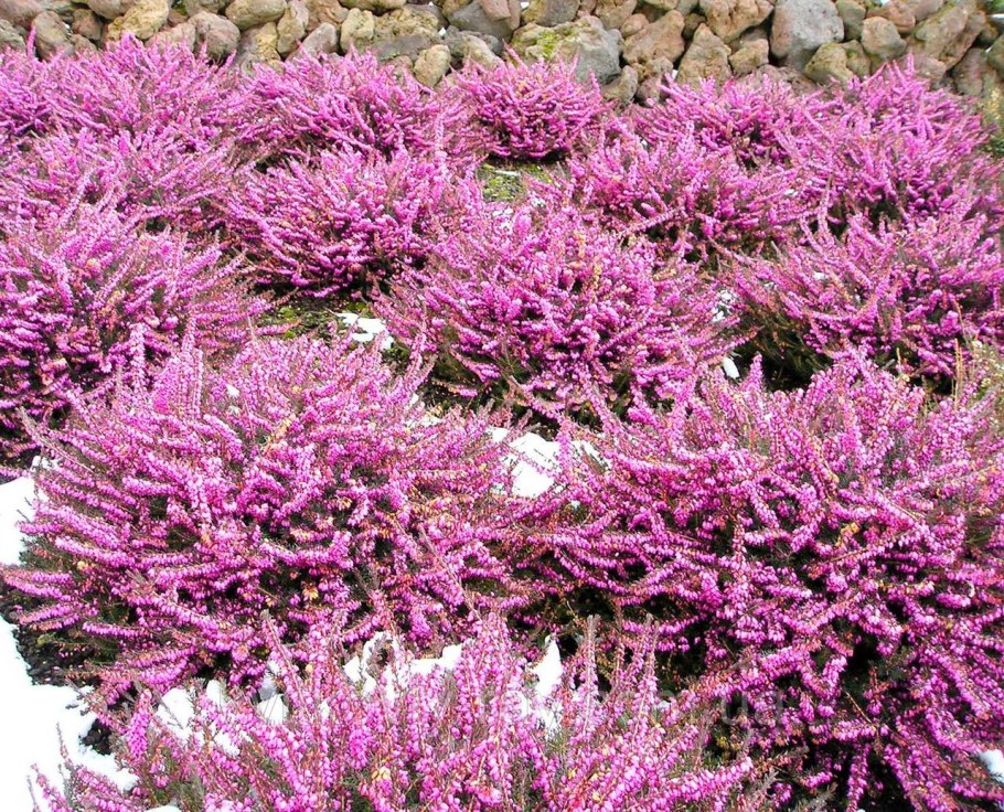 Барбарис Тунберга Адмирейшн