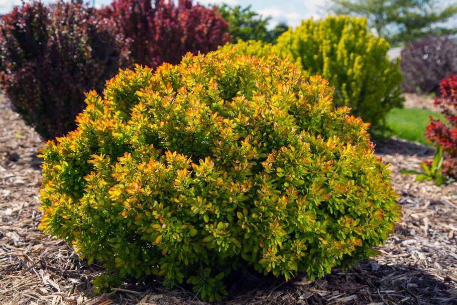 Спирея японская Голд Флем