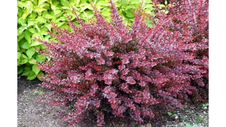 Барбарис Тунберга