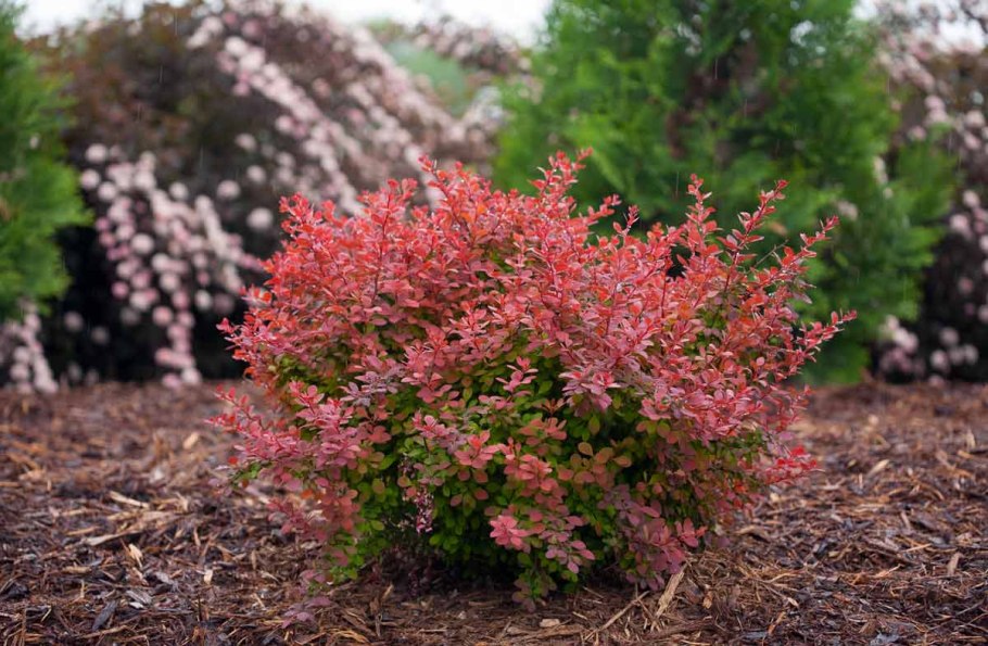 Персидская сирень куст