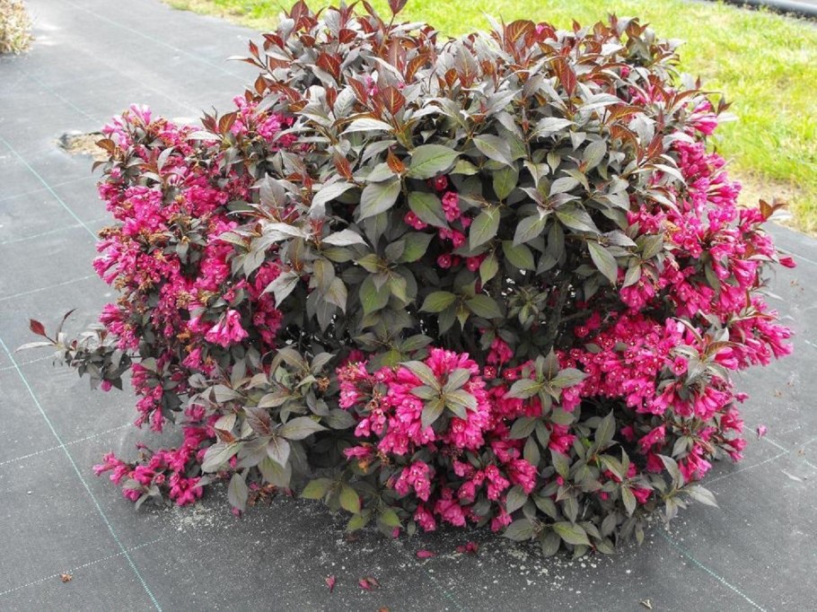 Барбарис Тунберга Кармен