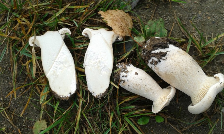 Кровоточащий гриб (Hydnellum peckii)